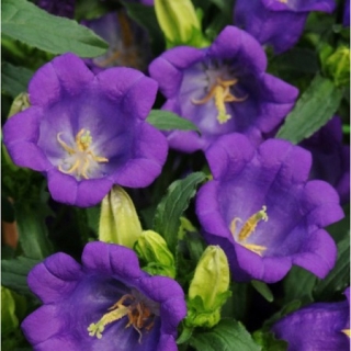 Колокольчик средний Кампана Дип Блю [500 драже] - ООО «Семена Тут»