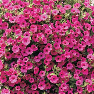 Петуния ампельная F1 Парпл Вельвет [250 драже] - ООО «Семена Тут»