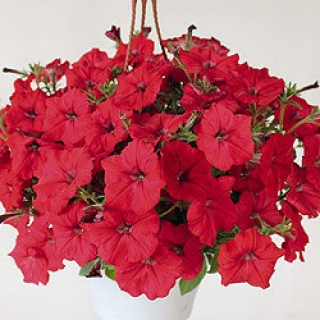 Петуния ампельная Саксесс Ред [50 драже] - ООО «Семена Тут»