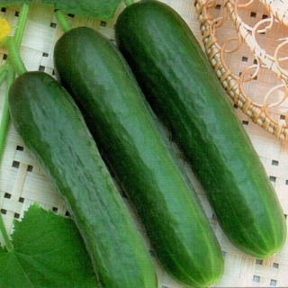 Огурец Зена F1 - ООО «Семена Тут»