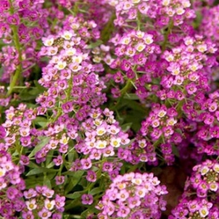 Алиссум Эстер Бонет Дип Пинк [5000 шт] - ООО «Семена Тут»