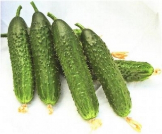 img-0: Огурец Шарж F1 - ООО «Семена Тут»