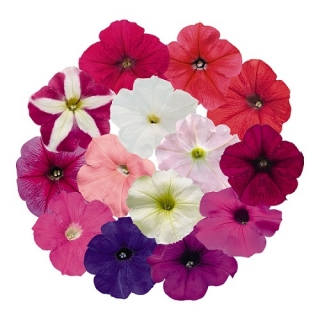 Петуния грандифлора Саксесс 360° Макси Микс [50 драже] - ООО «Семена Тут»