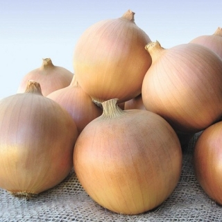 Лук репчатый Сибирь - ООО «Семена Тут»