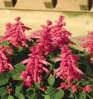 img-0: Сальвия Виста Роуз [50 шт] - ООО «Семена Тут»