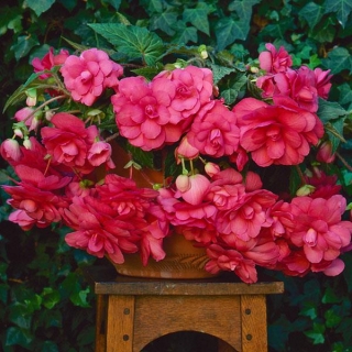 Бегония клубневая Сан Дансер Пинк [100 драже] - ООО «Семена Тут»