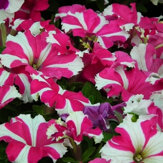 Петуния грандифлора Донна Стар Роуз энд Вайт [1100 драже] - ООО «Семена Тут»