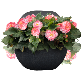 img-1: Бегония клубневая Нонстоп Роуз Пикоти [100 драже] - ООО «Семена Тут»