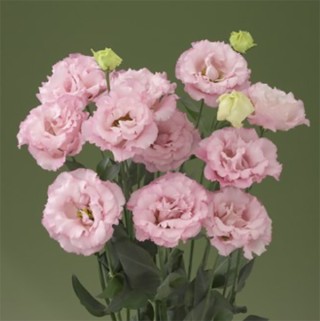 img-0: Эустома Корелли 1 Пинк [100 драже] - ООО «Семена Тут»