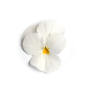 img-1: Виола рогатая Флорал Пауэр F1 Вайт [1000 шт] - ООО «Семена Тут»