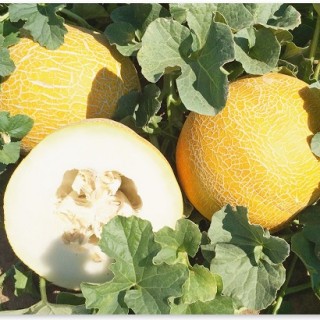 Дыня Фортуна (инкруст. семена) - ООО «Семена Тут»