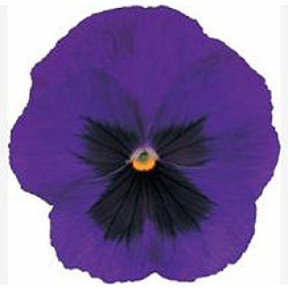 Виола крупноцветковая Пауэр Дип Блю виз Блотч [100 шт] - ООО «Семена Тут»