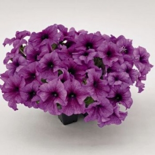 Петуния грандифлора Саксесс 360° Парпл Вейн [50 драже] - ООО «Семена Тут»