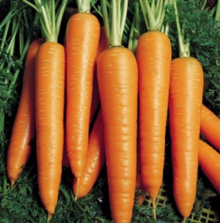 Морковь Вита Лонга - ООО «Семена Тут»