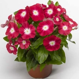 Катарантус Саншторм Ред Хало [1000 шт] - ООО «Семена Тут»