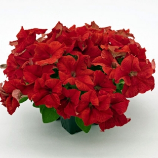 Петуния грандифлора Саксесс 360° Ред [50 драже] - ООО «Семена Тут»