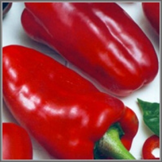 Перец Кореновский (инкруст.семена) - ООО «Семена Тут»