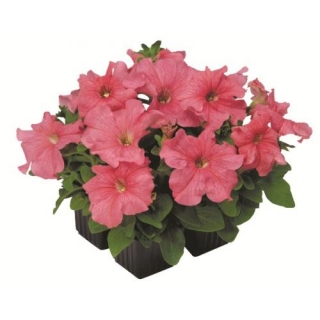 Петуния грандифлора Игл Салмон [1000 драже] - ООО «Семена Тут»