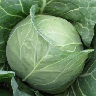 Капуста белокочанная Магнус F1 (прециз. семена) - ООО «Семена Тут»