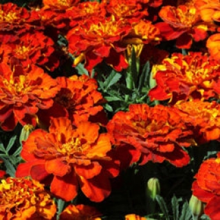 Бархатцы отклоненные Алюмиа Ред [100 шт] - ООО «Семена Тут»