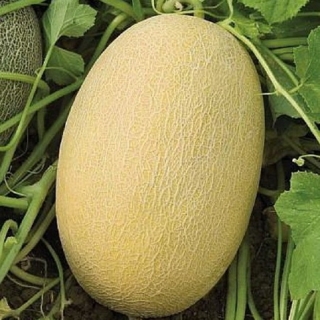 Дыня Биджоур F1 - ООО «Семена Тут»