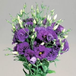 Эустома Супер Мэджик Дип Блю  [100 шт] - ООО «Семена Тут»