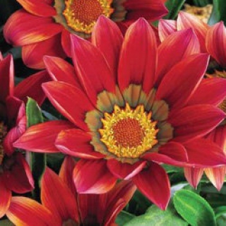 Газания Фрости Кисс Ред [100 шт] - ООО «Семена Тут»