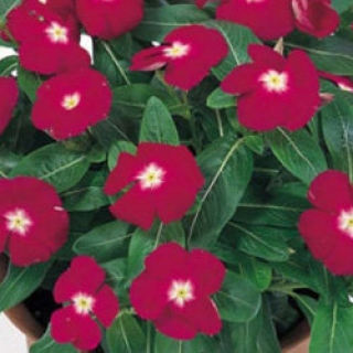 Катарантус Виктори Кренберри [100 шт] - ООО «Семена Тут»