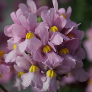 Немезия Севен Хевен Пинк [500 драже]* - ООО «Семена Тут»