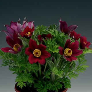 Прострел обыкновенный Пинвил Дарк Ред Шейдес [100 шт] - ООО «Семена Тут»