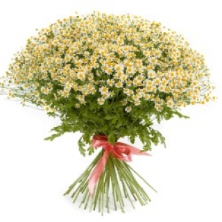 img-1: Ромашка  Вегмо Сингл  [1000 драже] - ООО «Семена Тут»