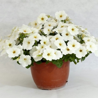 Петуния гибридная Пендолино Еллоу Центр [50 драже] - ООО «Семена Тут»