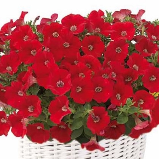 Петуния минифлора Бэби Джоконда Оранж Ред [1200 драже] - ООО «Семена Тут»