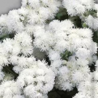 img-1: Агератум Белый шар - ООО «Семена Тут»