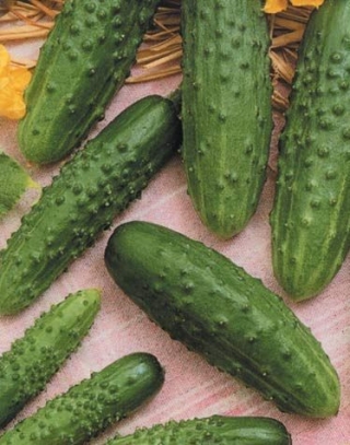 img-1: Огурец Пасамонте F1 - ООО «Семена Тут»