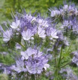 Фацелия (1 кг) - ООО «Семена Тут»