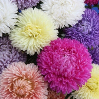 Астра Леди Корал Микс [5 гр] - ООО «Семена Тут»