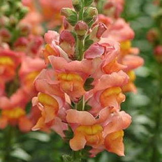 Львиный зев Потомак (группа 3,4) Оранж [1000 шт] - ООО «Семена Тут»