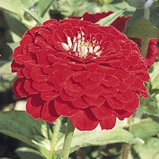 Цинния Гиганты Бенари Дип Ред [50 шт] - ООО «Семена Тут»