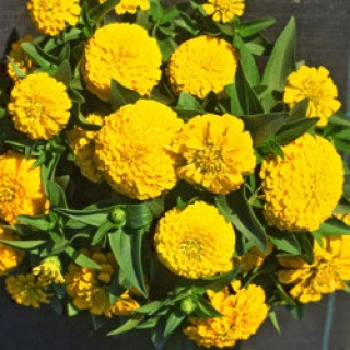 Цинния Тополино Еллоу [250 шт] - ООО «Семена Тут»