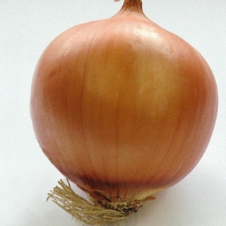 Лук репчатый Сангро F1 - ООО «Семена Тут»