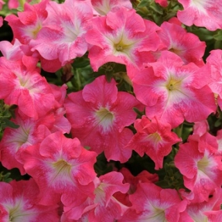 Петуния грандифлора Дримс Корал Морн [1000 драже] - ООО «Семена Тут»