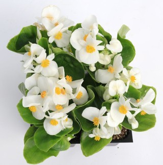 img-1: Бегония вечноцветущая Топспин Вайт [1000 драже] - ООО «Семена Тут»