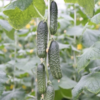 img-0: Огурец Капучино F1 - ООО «Семена Тут»