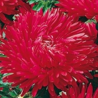 Астра королевский размер Красная - ООО «Семена Тут»