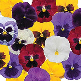 img-1: Виола крупноцветковая Пауэр Микс [1000 шт] - ООО «Семена Тут»