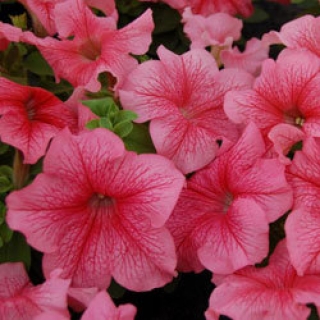 Петуния грандифлора Лимбо Джи Пи Ред Вейнед [5000 драже] - ООО «Семена Тут»