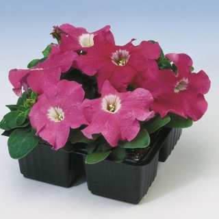 Петуния грандифлора Лимбо Джи Пи Роуз [5000 драже] - ООО «Семена Тут»