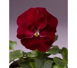 Виола крупноцветковая Селло Черри Роуз [1000 шт] - ООО «Семена Тут»