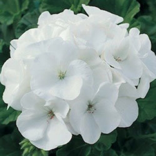 Пеларгония зональная Маверик Вайт [1000 шт] - ООО «Семена Тут»